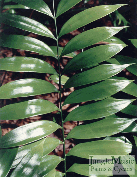 Zamia fairchildeana leaf